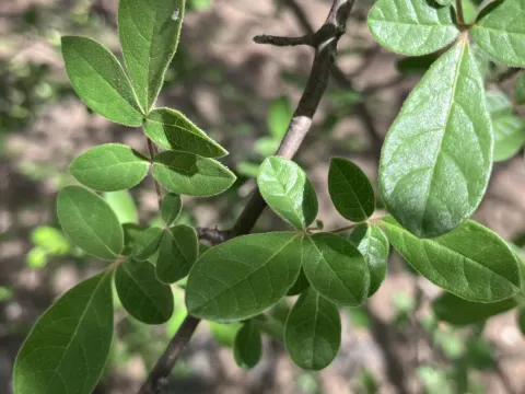 Commiphora mollis