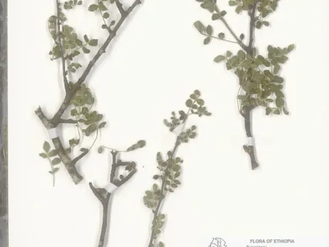 Commiphora gileadensis