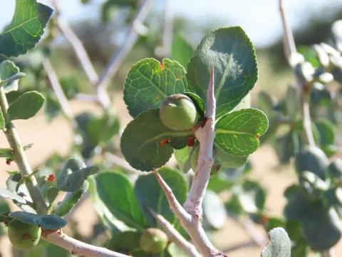 Commiphora pyracanthoides