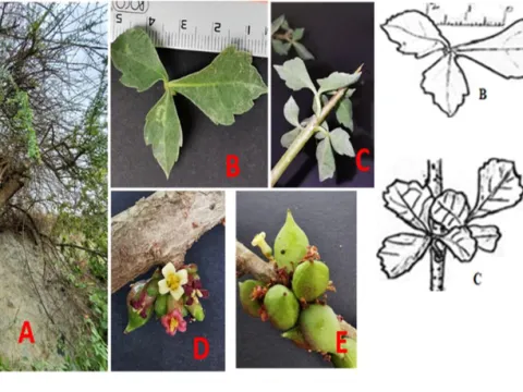 Commiphora quadricincta