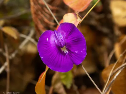 Centrosema brasilianum