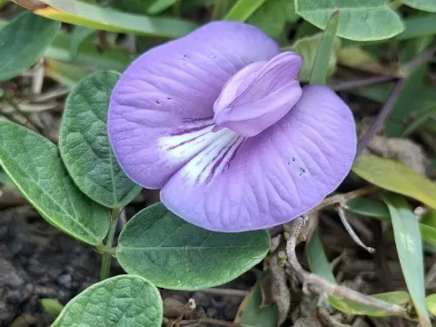 Centrosema virginianum