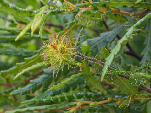 Sweetfern