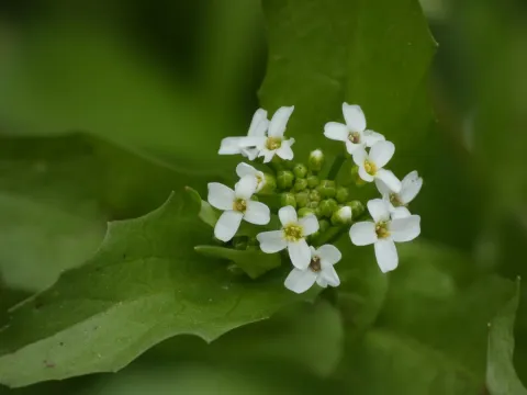Калепина