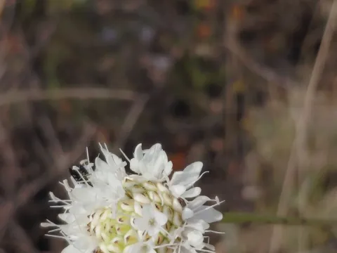 Cephalaria leucantha