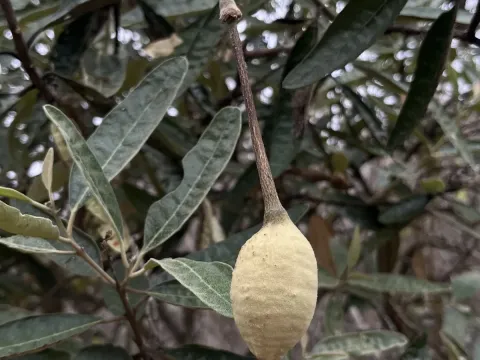 Capparis scabrida