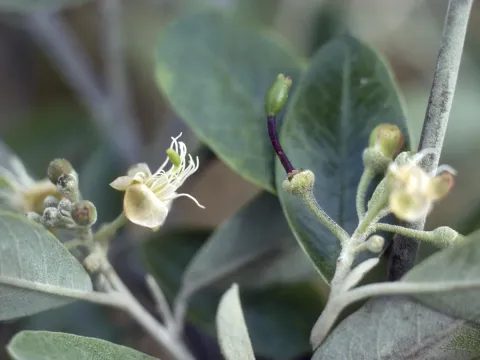 Caper bush of Avicenna