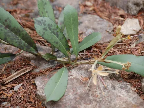 Capparis baducca