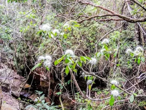 Capparis brassii