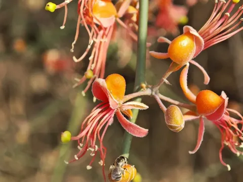 Caper bush