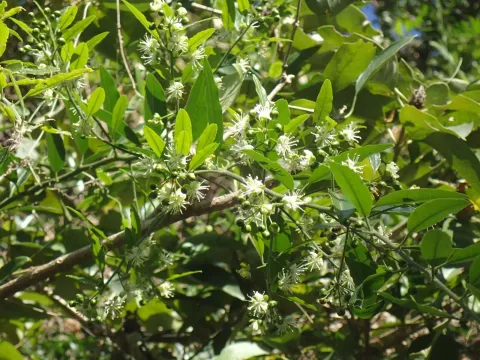 Capparis fascicularis
