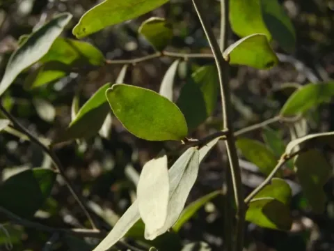 Capparis lasiantha