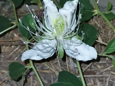 Capparis ovata