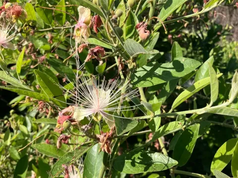 Caper bush