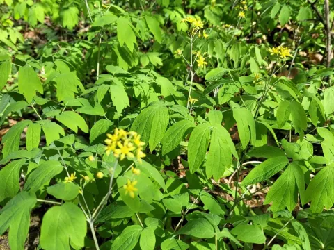 Blue cohosh