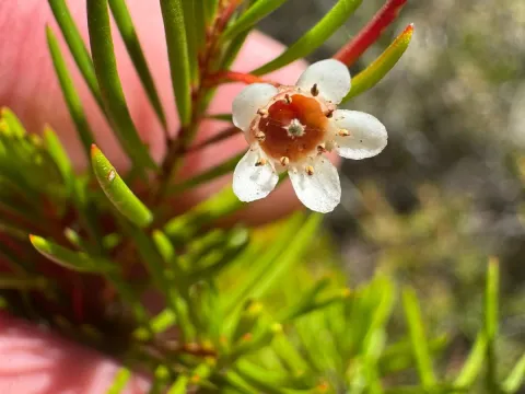 Chamelaucium