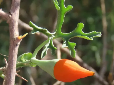 Corallocarpus