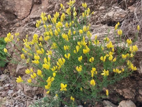 Fontanes broom