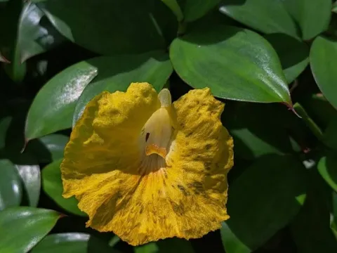 Costus cuspidatus