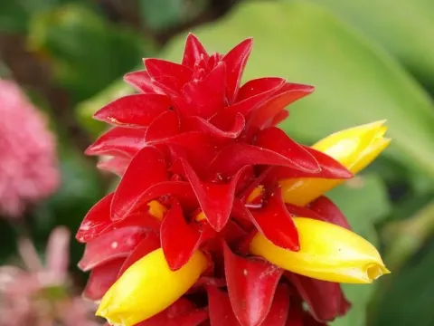 Costus cylindricus