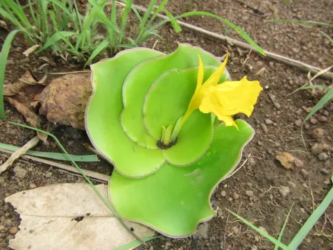 Costus spectabilis