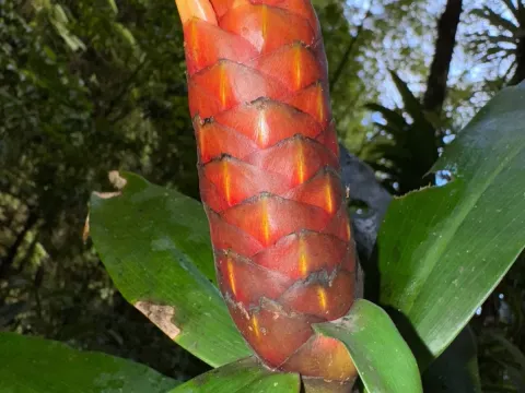 Costus spicatus