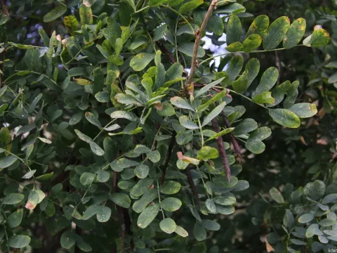 Caragana fruticosa