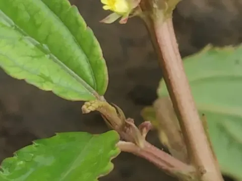 Corchorus fascicularis