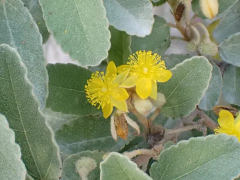 Corchorus hirsutus