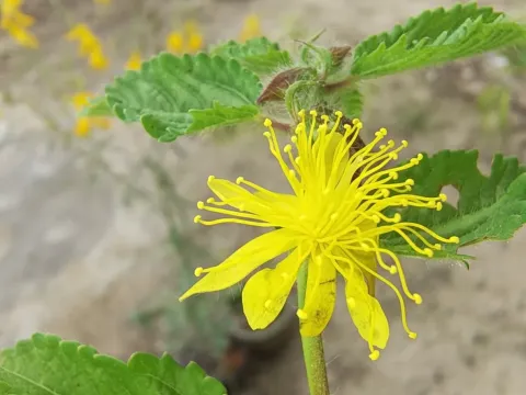 Corchorus hirtus