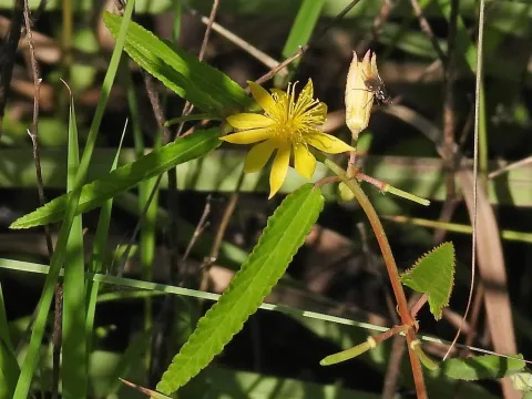 Corchorus orinocensis