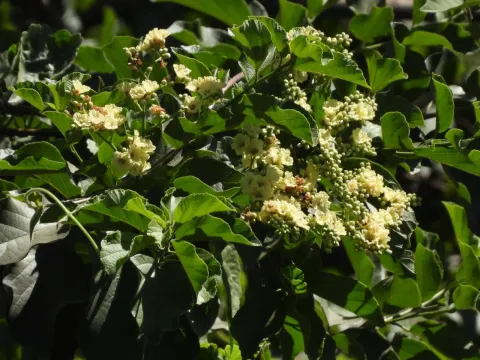 Cordia alba