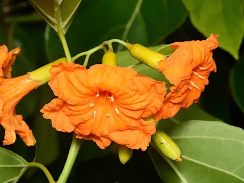 Cordia aurantiaca