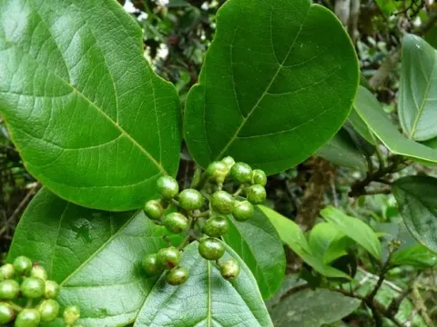 Cordia borinquensis