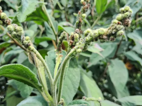 Cordia cylindrostachya