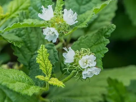 Cordia globosa