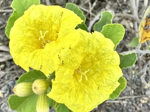 Yellow Cordia