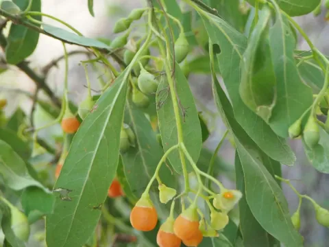 Cordia sinensis