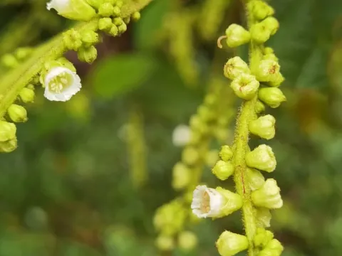 Cordia spinescens