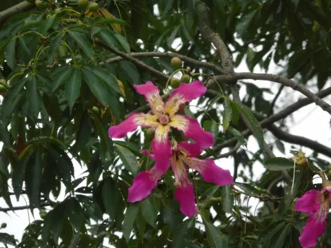 Silk floss tree