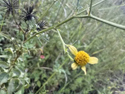 Coreopsis biternata