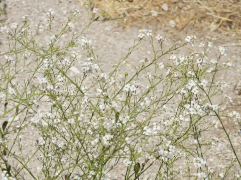 Oriental sea kale