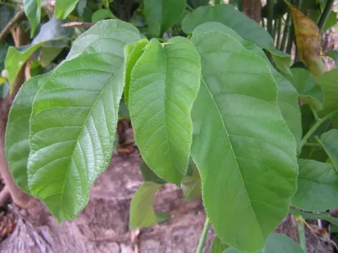Milicia