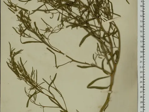 Corispermum canescens
