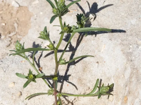 Marshall's Bugseed