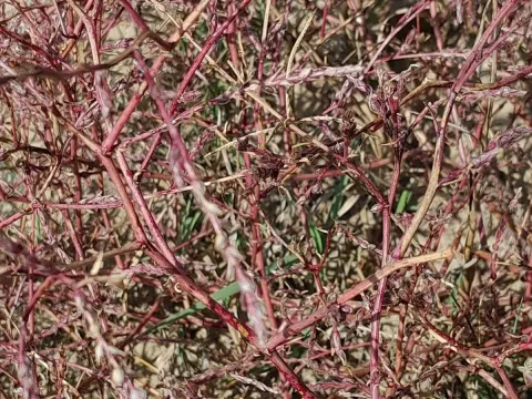 Glossy bugseed