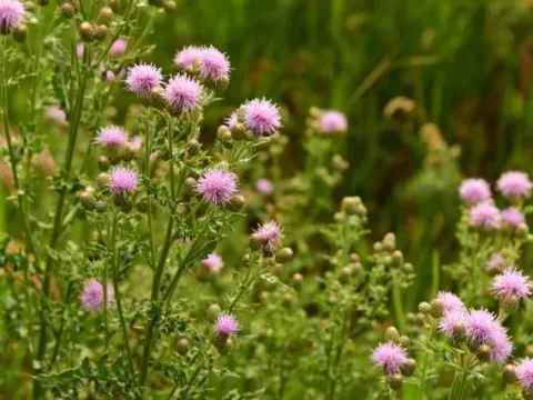 Creeping thistle