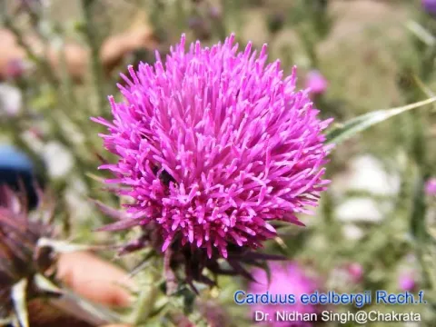 Edelberg thistle