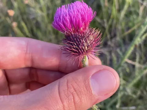 Hooked thistle