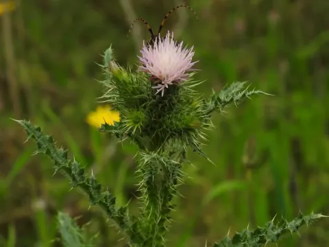 Carduus meonanthus